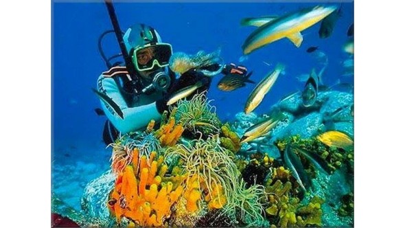  ALANYA SCUBA DİVİNG -TÜPLÜ DALIŞ